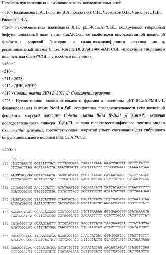 Рекомбинантная плазмидная днк pet40cmap/cgl, кодирующая гибридный бифункциональный полипептид cmap/cgl со свойствами высокоактивной щелочной фосфатазы cmap и галактозоспецифичного лектина cgl, рекомбинантный штамм e. coli rosetta(de3)/pet40cmap/cgl - продуцент гибридного бифункционального полипептида cmap/cgl и способ его получения (патент 2557306)