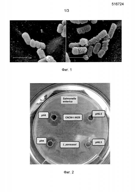 Штамм lactobacillus mucosae для получения ферментированных пищевых продуктов (патент 2606770)