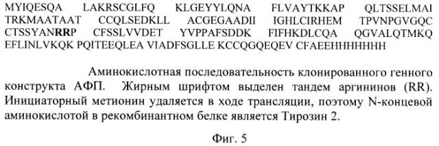 Штамм escherichia coli bl21(de3)/pafp11d3 - продуцент фрагмента с 404 по 609 аминокислоту альфа-фетопротеина человека (патент 2422512)