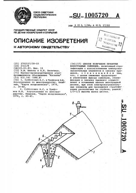 Способ получения привитых виноградных саженцев (патент 1005720)