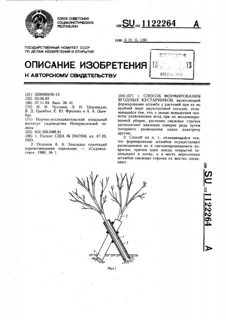Способ формирования ягодных кустарников (патент 1122264)