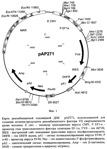 Рекомбинантная плазмидная днк pap271, кодирующая полипептид фактора vii свертываемости крови человека, и линия клеток mesocricetus auratus внк 21 k.13 (2h7) - продуцент рекомбинантного фактора vii свертываемости крови человека (патент 2448160)