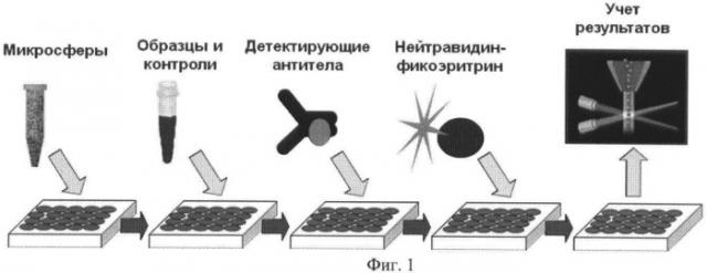 Способ иммунофлуоресцентного определения протективного антигена возбудителя сибирской язвы (патент 2478970)