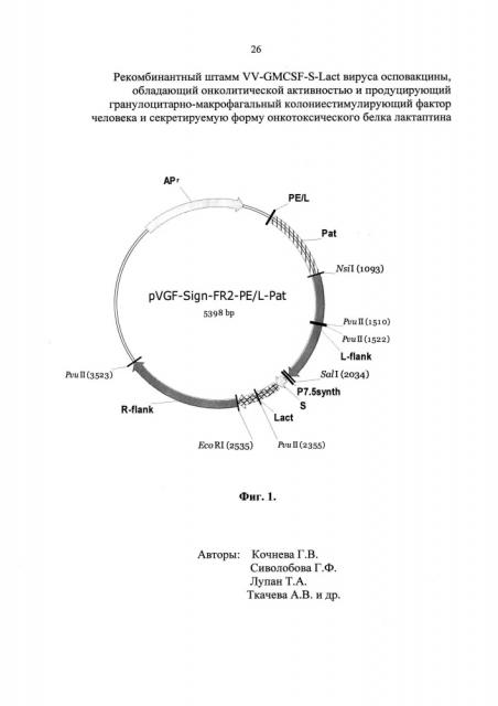 Рекомбинантный штамм vv-gmcsf-s-lact вируса осповакцины, обладающий онколитической активностью и продуцирующий гранулоцитарно-макрофагальный колониестимулирующий фактор человека и секретируемую форму онкотоксического белка лактаптина (патент 2621861)