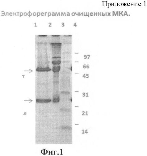 Штамм гибридных клеток животного mus musculus l.1b2 - продуцент моноклональных антител для выявления нуклеопротеина вируса эбола, субтип заир (штамм mainga) (варианты), моноклональное антитело, продуцируемое штаммом (варианты), набор для иммуноферментной тест-системы формата "сэндвич" для выявления нуклеопротеина вируса эбола, субтип заир (штамм mainga) (патент 2395576)