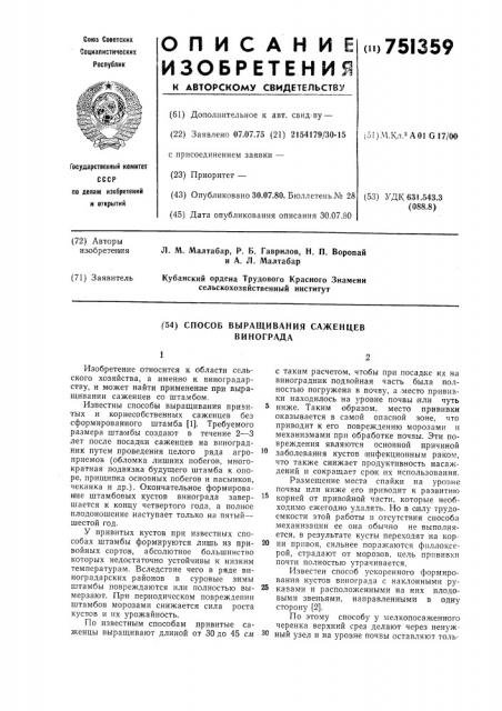 Способ выращивания саженцев винограда (патент 751359)