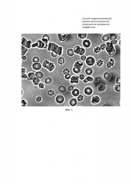 Способ микроскопической оценки цитотоксичности компонентов материалов скаффолдов (патент 2653476)