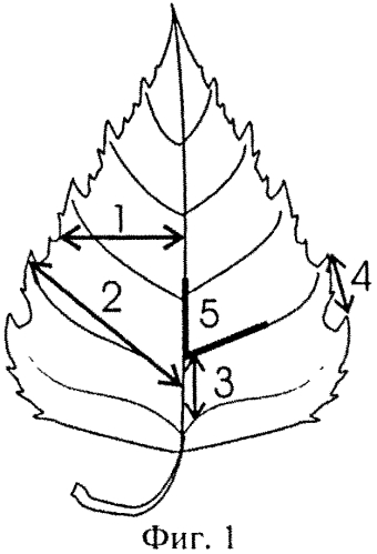 Способ измерения флуктуирующей асимметрии листьев березы (патент 2556987)