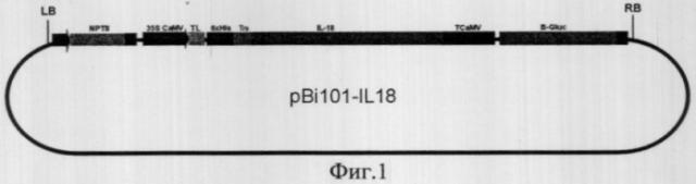 Рекомбинантная плазмидная днк pbi101-il18, кодирующая синтез интерлейкина-18 человека в трансгенных растениях (патент 2302460)