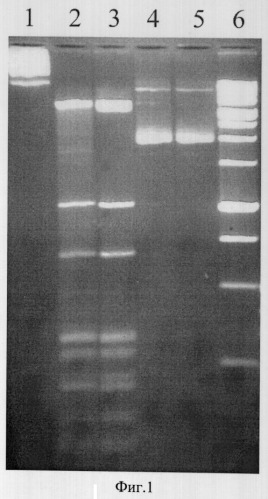 Штамм бактерий bacillus simplex - продуцент сайт-специфической эндонуклеазы blsi (патент 2322494)