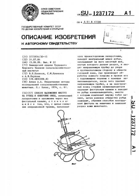 Способ наложения фистул на рубец и кишечник овец (патент 1237172)