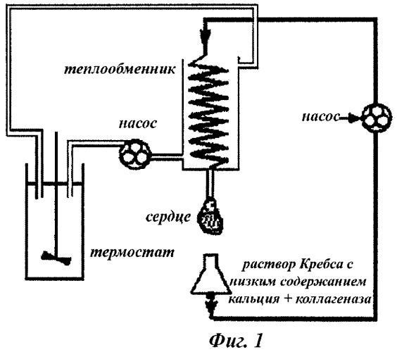 Фармацевтическая композиция для регуляции калиевых каналов в клетке сердечной мышцы, способ ее получения и ее применения (патент 2463070)