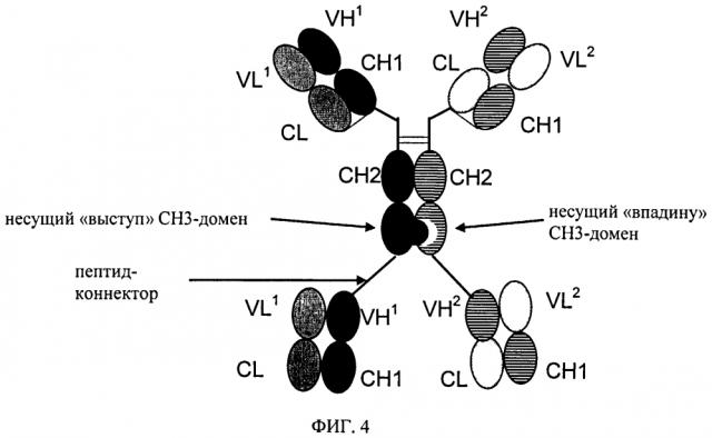 Биспецифические четырехвалентные антигенсвязывающие белки (патент 2604189)
