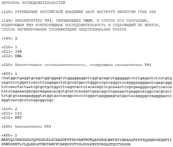 Наноантитело v93, связывающее vegf, и способ его получения, кодирующая v93 нуклеотидная последовательность и содержащий ее вектор, способ ингибирования пролиферации эндотелиальных клеток (патент 2395522)