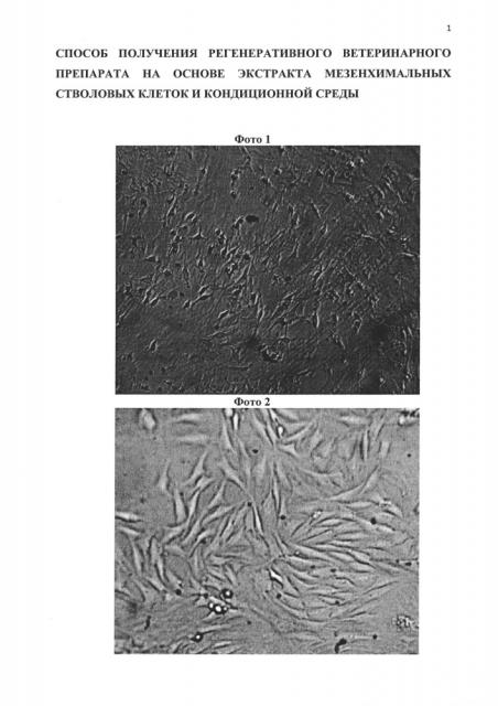 Способ получения регенеративного ветеринарного препарата на основе экстракта мезенхимальных стволовых клеток и кондиционной среды (патент 2662172)
