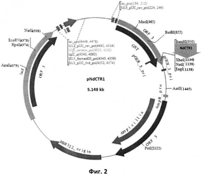 Рекомбинантная плазмидная днк pndctr1, кодирующая гибридный полипептид gst-ndctr1, штамм бактерий escherichia coli bl21(de3)/pndctr1 - продуцент гибридного полипептида gst-ndctr1 и гибридный полипептид gst-ndctr1, обладающий способностью хелатировать ионы меди, серебра и платины (патент 2603092)