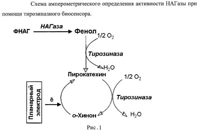Электрохимический способ определения n-ацетил- -d-глюкозаминидазы (патент 2467324)