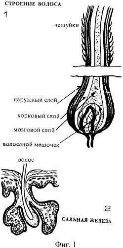 Способ стрижки волос грибанова (патент 2428087)