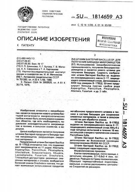 Штамм бактерий bacillus sp. для получения биоцида микромицетов (патент 1814659)