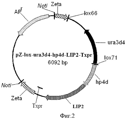 Рекомбинантный штамм дрожжей yarrowia-lipolytica - продуцент липазы (патент 2451075)