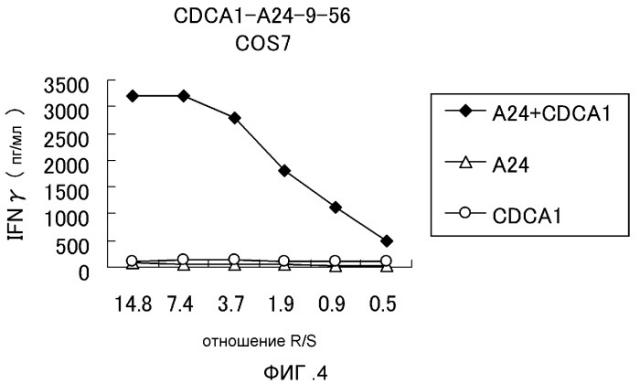 Cdca1 эпитоп-пептиды и содержащие их вакцины (патент 2502740)