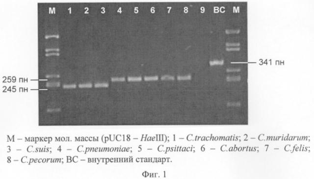 Способ дифференциальной диагностики представителей семейства chlamydiaceae (патент 2245370)