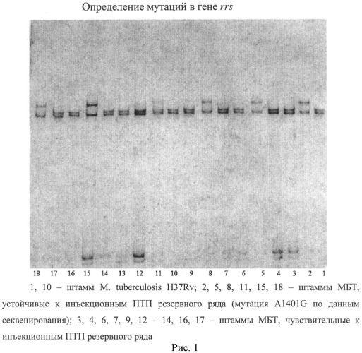 Способ диагностики чувствительности штаммов mycobacterium tuberculosis к инъекционным противотуберкулезным препаратам резервного ряда (аминогликозидам и капреомицину) (патент 2509158)