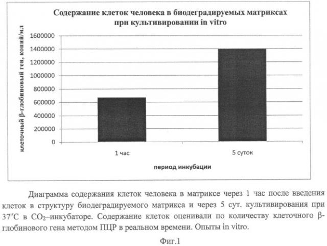 Способ моделирования цитомегаловирусной инфекции человека для изучения и тестирования противовирусных соединений и трансплантат для его осуществления (патент 2544287)