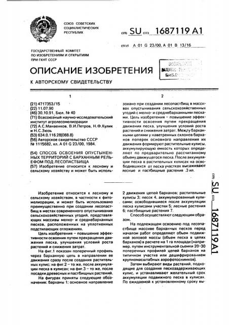 Способ освоения опустыненных территорий с барханным рельефом под лесопастбища (патент 1687119)