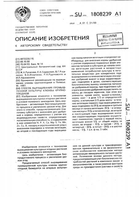 Способ выращивания промышленной культуры клюквы крупноплодной (патент 1808239)