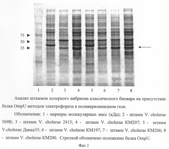 Способ выделения белков токсин-корегулируемых пилей адгезии и ompu холерного вибриона классического биовара (патент 2324740)