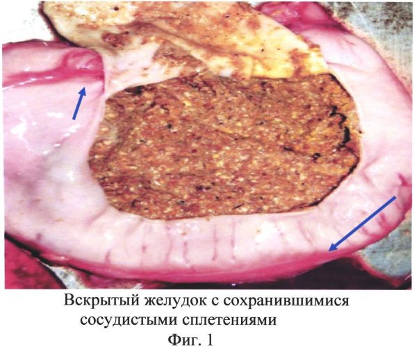Способ вскрытия желудка свиней для проведения патоморфологических исследований (патент 2559150)