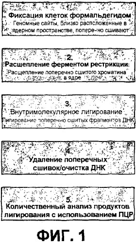 Улавливание и характеристика совместно локализованного хроматина (патент 2478716)