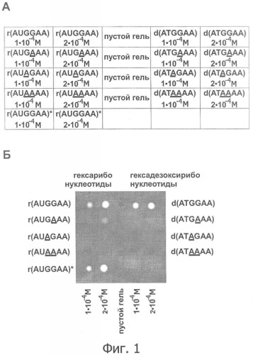 Биологический микрочип с иммобилизованными олигорибонуклеотидами, способ его изготовления и способ анализа взаимодействия рнк с рнк-связывающимися молекулами с его использованием (патент 2353653)