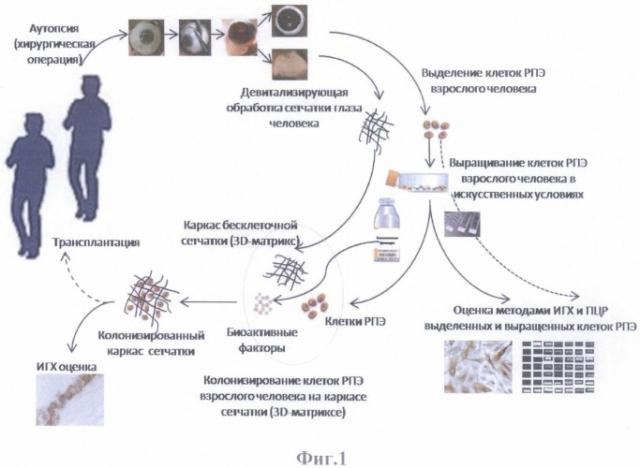 Способ моделирования тканевой структуры сетчатки глаза человека (патент 2486603)