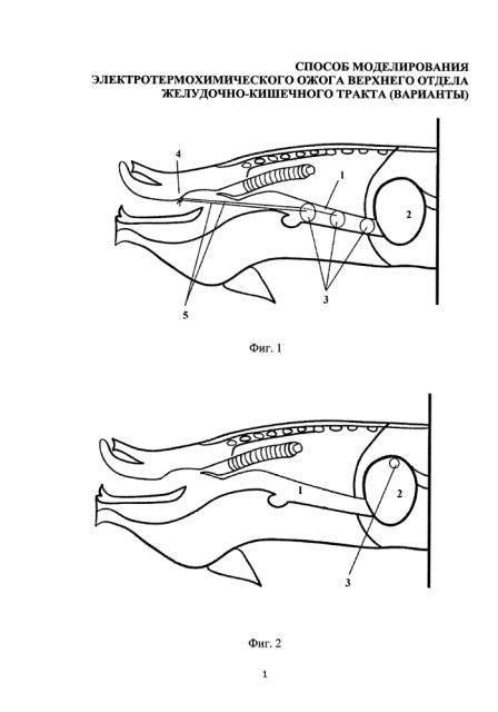 Способ моделирования электротермохимического ожога верхнего отдела желудочно-кишечного тракта (варианты) (патент 2598961)