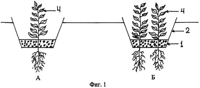 Способ выращивания овощных культур (патент 2322041)