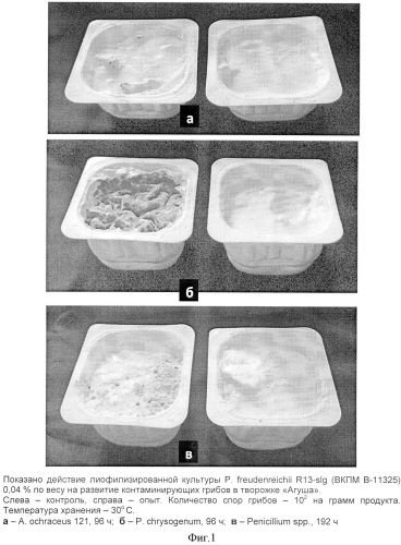 Способ защиты кисломолочных продуктов от порчи грибами (патент 2555535)