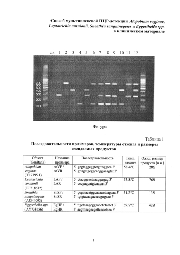 Способ мультиплексной пцр-детекции atopobium vaginae, leptotrichia amnionii, sneathia sanguinegens и eggerthella spp. в клиническом материале (патент 2583924)