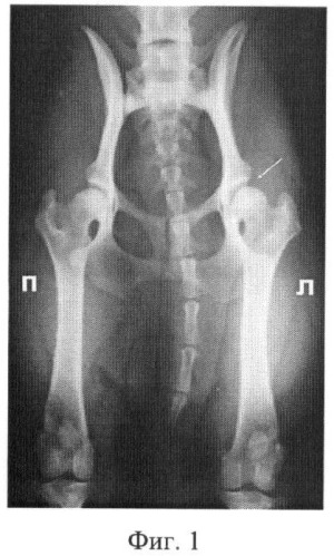 Способ лечения дисплазии тазобедренного сустава у мелких домашних животных (патент 2427347)