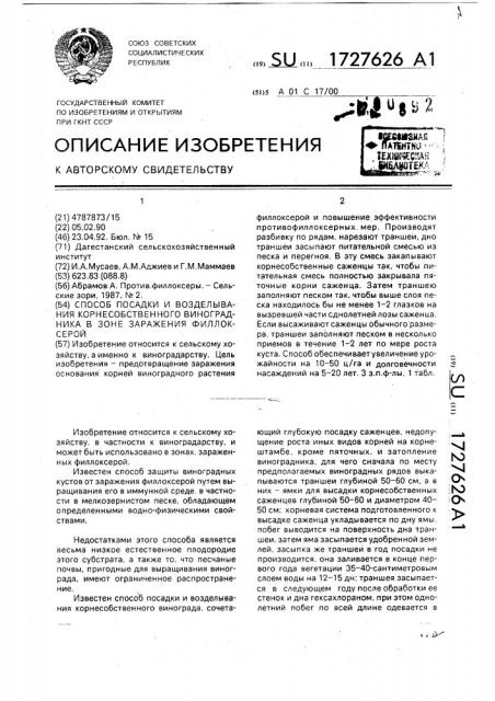 Способ посадки и возделывания корнесобственного виноградника в зоне заражения филлоксерой (патент 1727626)