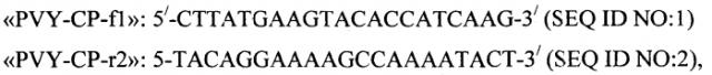 Набор праймеров для амплификации полной нуклеотидной ср-гена potato virus y методом от-пцр (патент 2562106)