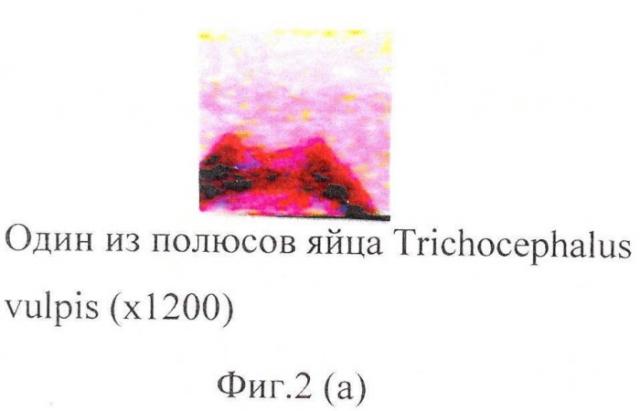 Способ прижизненной дифференциальной диагностики trichocephalus vulpis и thominx (capillaria) aerophilus по микроструктуре яиц (патент 2482481)