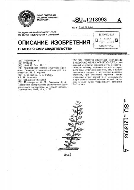 Способ обрезки деревьев в маточно-черенковых садах (патент 1218993)