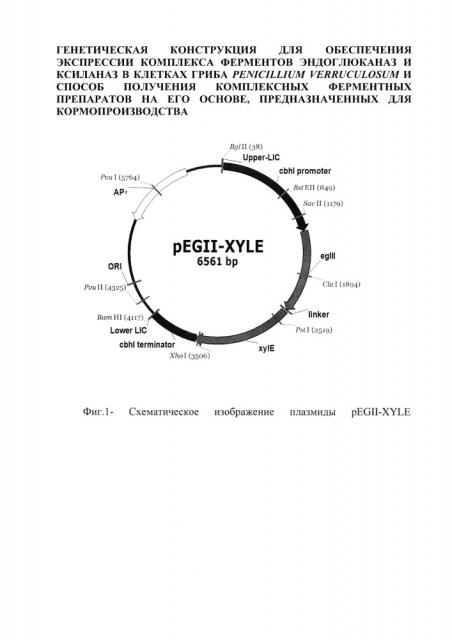 Генетическая конструкция для обеспечения экспрессии комплекса ферментов эндоглюканаз и ксиланаз в клетках гриба penicillium verruculosum и способ получения комплексных ферментных препаратов на его основе, предназначенных для кормопроизводства (патент 2653429)