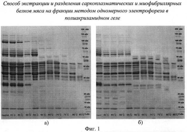 Способ экстракции и разделения саркоплазматических и миофибриллярных белков мяса на фракции методом одномерного электрофореза в полиакриламидном геле (патент 2524546)