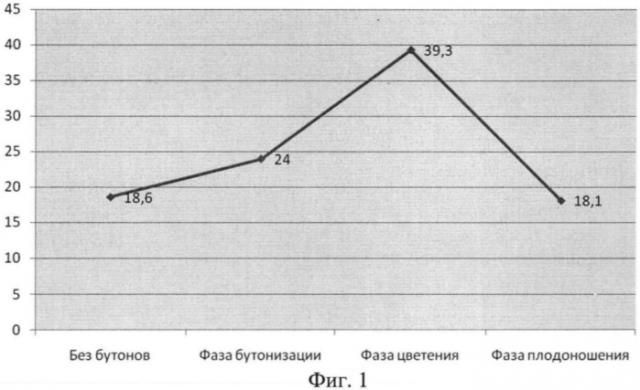 Способ интенсивного выращивания томатов в зоне урала (патент 2541307)