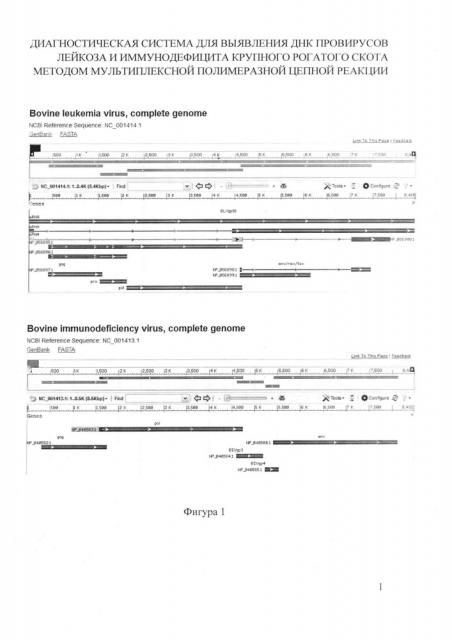 Диагностическая система для выявления днк провирусов лейкоза и иммунодефицита крупного рогатого скота методом мультиплексной полимеразной цепной реакции (патент 2615465)