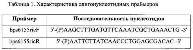 Набор 5'-фосфорилированных олигонуклеотидных праймеров для амплификации методом полимеразной цепной реакции полной кодирующей последовательности гена мембранного протеина ttss hrcv burkholderia pseudomallei (патент 2608506)