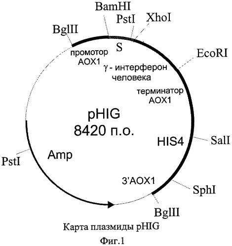 Штамм дрожжей pichia pastoris ps106(phig), являющийся продуцентом иммунного интерферона человека, рекомбинантная плазмида phig и способ ее конструирования (патент 2315806)